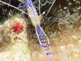 025  Paterson Shrimp with eggs and Corkscrew Anemone IMG_8665