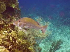 026  Dog Snapper IMG_8666