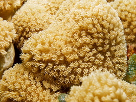 045  Coral IMG_8711