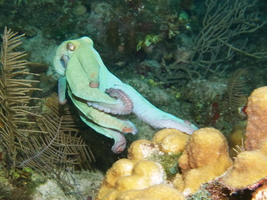 068  Caribbean Reef Octopus IMG_8756