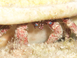 078  White Speckled Hermit Crab IMG_8771 - Version 2
