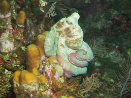 079  Caribbean Reef Octopus IMG_8773