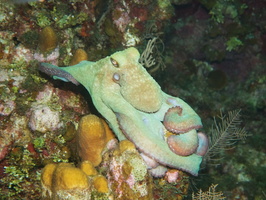 080  Caribbean Reef Octopus IMG_8774
