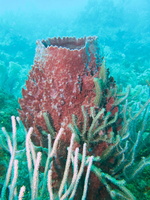 006  Coral growing through Barrel Sponge IMG_8798