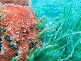 007  Coral growing through Barrel Sponge IMG_8799