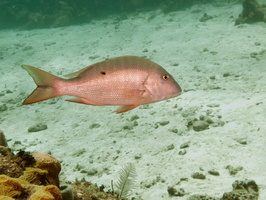 014  Mutton Snapper IMG_8806