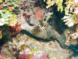 019  Spotted Trunkfish IMG_8817