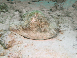 025  Queen Conch IMG_8828