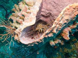 043  Spiny Lobster in Barrel Sponge IMG_8855