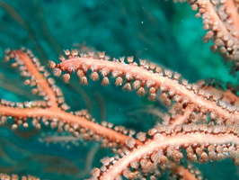048  Gorgonian Coral IMG_8866
