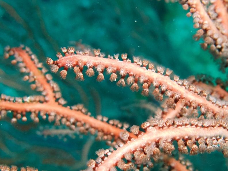 048  Gorgonian Coral IMG_8866.jpg