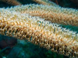 049  Coral IMG_8867