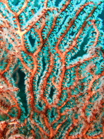 050  Gorgonian Coral IMG_8868