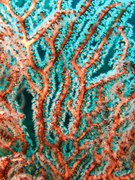 050  Gorgonian Coral IMG_8868.jpg