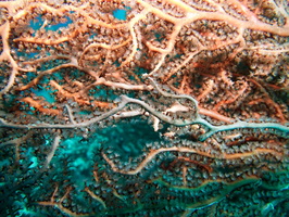 052  Gorgonian Coral IMG_8871