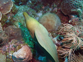 057  Green Moray IMG_8880