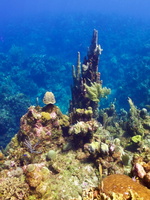 008  Pillar Coral  IMG_8931