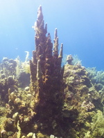 013  Pillar Coral IMG_8933