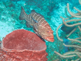 030  Tiger Grouper with Remora IMG_8940