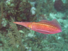 037  Caribbean Reef Shrimp IMG_8951