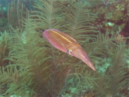 038  Caribbean Reef Shrimp IMG_8952