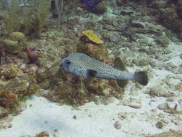 043  Porcupinefish IMG_8960