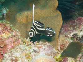 044  Striped Drumfish Juvenile IMG_8965