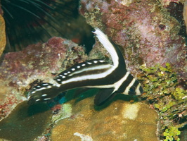 045  Striped Drumfish Juvenile IMG_8966