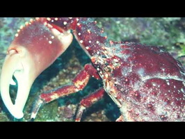 Roatan 2018 Channel Cling Crab