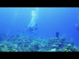 Roatan 2018 Divers