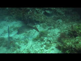 Roatan 2018 Snapper Eats Lionfish