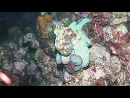 Roatan 2018 Caribbean Reef Octopus - Inking