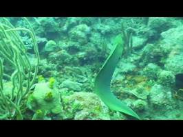 Roatan 2018 Green Moray