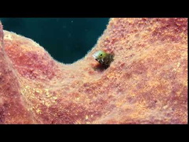 Roatan 2018 Spinyhead Blenny