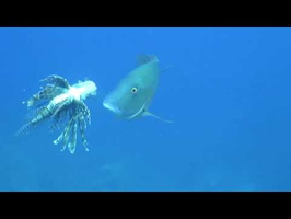 Roatan 2018 John feeds a Snapper a Lionfish