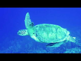 Roatan 2018 Green Sea Turtle with a Remora