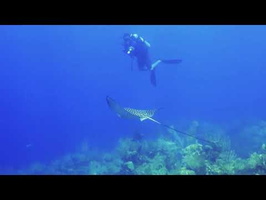 Roatan 2018 Eagle Ray