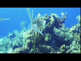 Roatan 2018 Caribbean Reef Squid