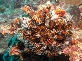 Feather Star IMG 0045