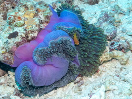 Maldoves Anemonefish  in Magnificent Sea Anemone IMG 0079