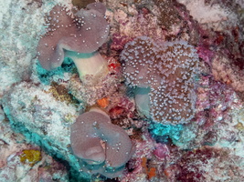 Mushroom Leather Coral IMG 0106
