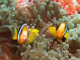 Clark s Anemonefish  on Bulb-tentacle  AnemoneIMG 0158