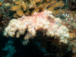 Spiky Soft Coral IMG 0179