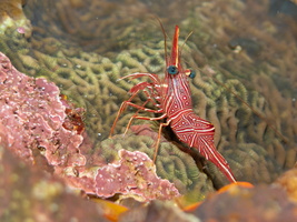 Durban Hinge-Beak Shrimp IMG 0192