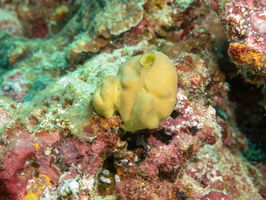 Chagos Calcite Sponge IMG 0220