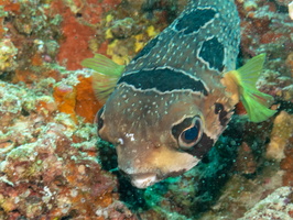 Blotched Porcupinefish IMG 0250