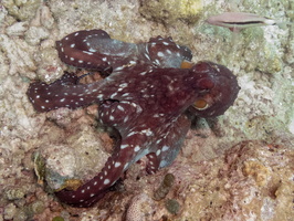 Octopus IMG 0269