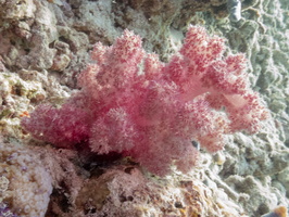 Majenta Spike Soft Coral IMG 0272