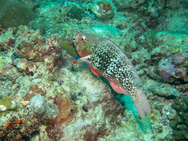 Ember Parrotfish, Female IMG 0425