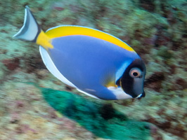 Powder-Blue SurgeonfishIMG 0432